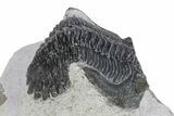 Detailed Hollardops Trilobite - Ofaten, Morocco #271536-1